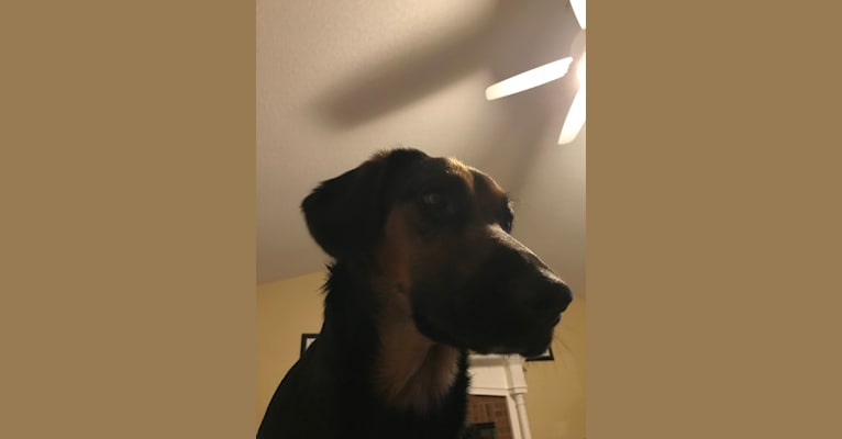 Taz, a Labrador Retriever and German Shepherd Dog mix tested with EmbarkVet.com