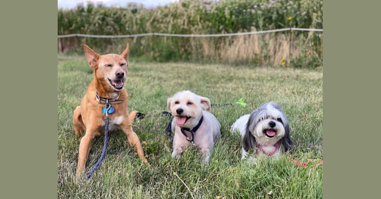 Photo of Aidan, a Chihuahua, German Shepherd Dog, Boxer, Cocker Spaniel, and Mixed mix in Punta Santiago, Humacao, Puerto Rico, Humacao, Puerto Rico