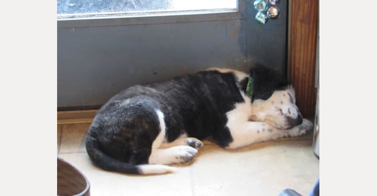 Photo of Lütfiye, a West Asian Village Dog  in Berwick, PA, USA