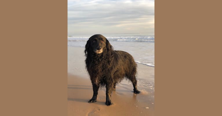 Rogue Franklin, a Golden Retriever and Border Collie mix tested with EmbarkVet.com