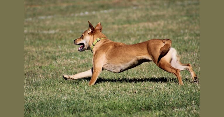 Photo of Tirzah, a Carolina Dog  in North Carolina, USA