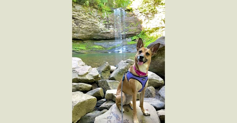 Photo of Harper, a German Shepherd Dog and Boston Terrier mix in Nashville, Tennessee, USA