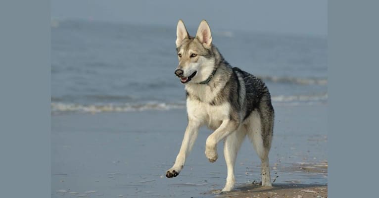 Enya, a Saarloos Wolfdog tested with EmbarkVet.com