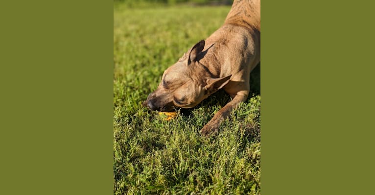 Crixus, an American Pit Bull Terrier and American Staffordshire Terrier mix tested with EmbarkVet.com