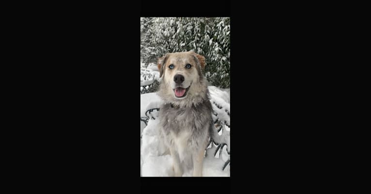 Tyson, a Golden Retriever and Siberian Husky mix tested with EmbarkVet.com