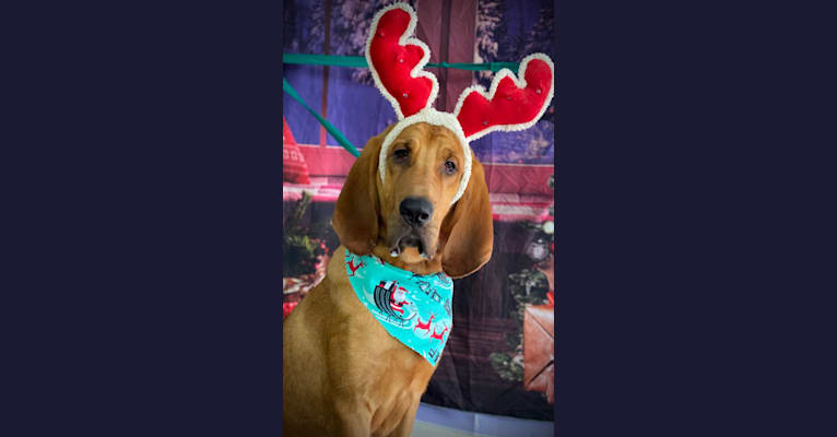Photo of Red, a Bloodhound  in Kentucky, USA