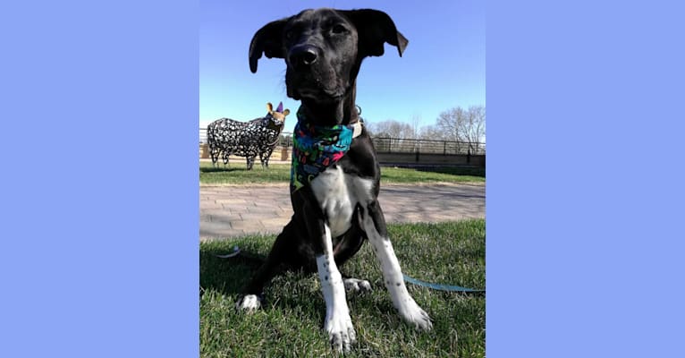Photo of Oakley, an American Pit Bull Terrier, Great Pyrenees, Mountain Cur, Treeing Walker Coonhound, and Mixed mix in Jefferson, WI, USA