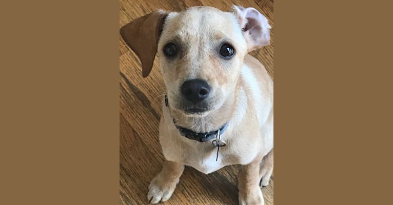 Coby, a Golden Retriever and Poodle (Small) mix tested with EmbarkVet.com