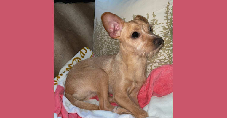 Jemma Amelie, a Chihuahua and Poodle (Small) mix tested with EmbarkVet.com