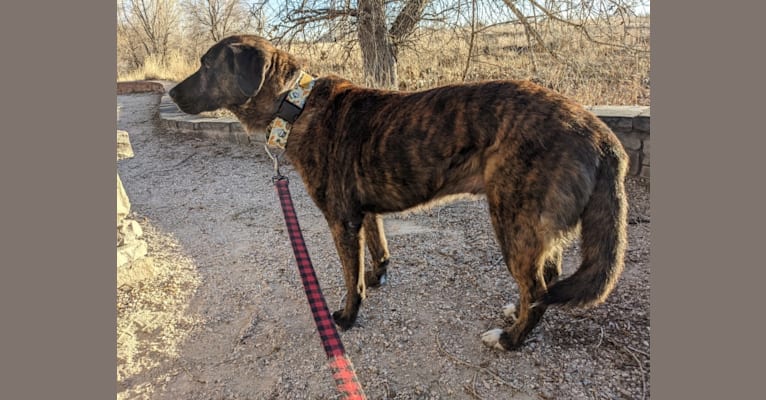 Photo of Zion, an American Pit Bull Terrier, Chow Chow, German Shepherd Dog, and Mixed mix in New Mexico, USA