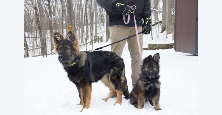 Xenavi, a German Shepherd Dog tested with EmbarkVet.com