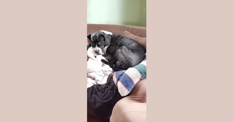 Embark Dog Dna Test Breed
