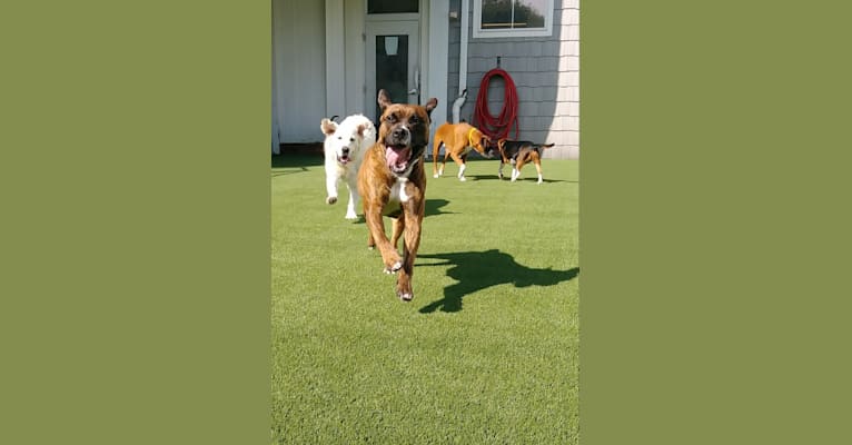 Calypso, an American Bulldog and Bulldog mix tested with EmbarkVet.com
