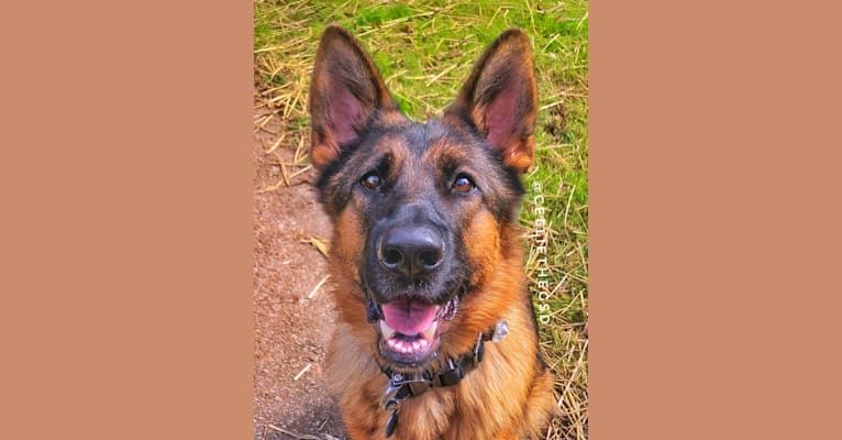 Kennels von hot sale lotta