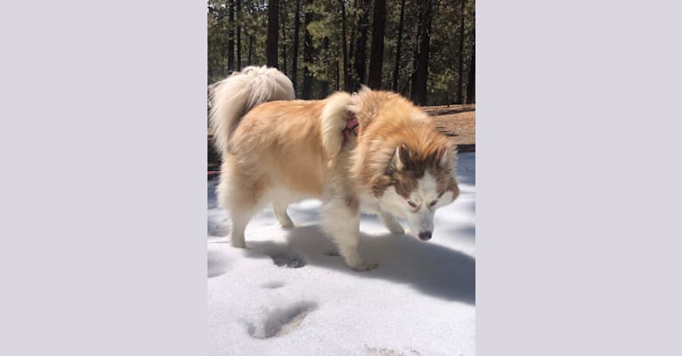 Photo of Maizy, a Siberian Husky and Alaskan Malamute mix in Simi Valley, California, USA