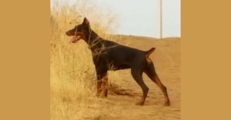 Embark Dog Dna Test Breed