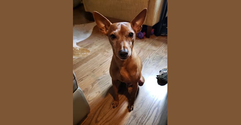 buddy, a Miniature Pinscher and Rat Terrier mix tested with EmbarkVet.com