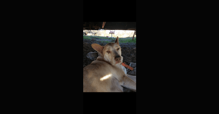 Duke, an American Pit Bull Terrier and Siberian Husky mix tested with EmbarkVet.com