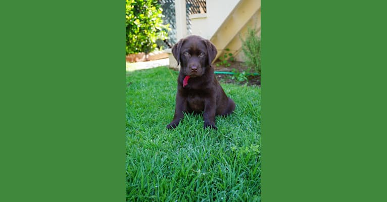 Chance Milo Berlin, a Labrador Retriever tested with EmbarkVet.com