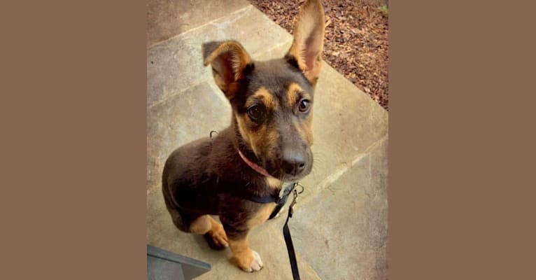 Lola, a German Shepherd Dog and American Pit Bull Terrier mix tested with EmbarkVet.com