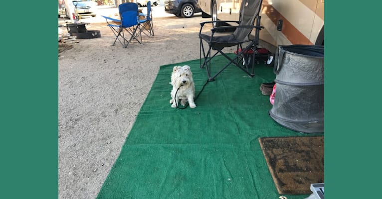 Sherri, a West Highland White Terrier tested with EmbarkVet.com