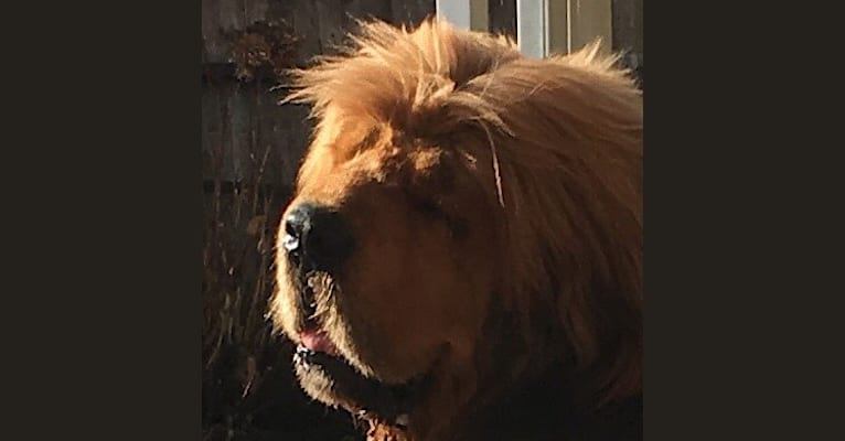 Bruce, a Tibetan Mastiff tested with EmbarkVet.com