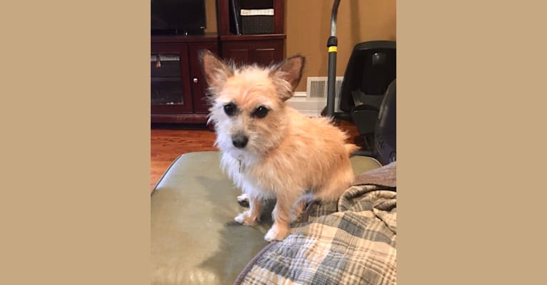 Photo of Ozzy, a Chihuahua and Maltese mix in Georgia, USA