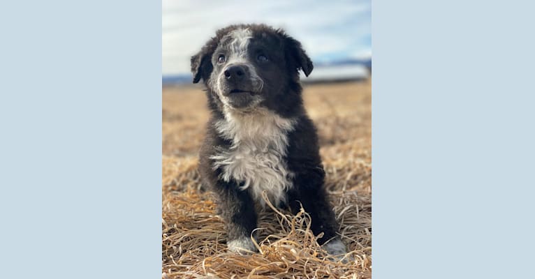 Photo of Goose, an Australian Shepherd, Border Collie, Great Pyrenees, and Australian Cattle Dog mix in Oklahoma, USA