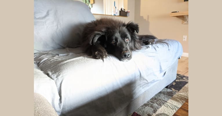 Teddy, a Rottweiler and Samoyed mix tested with EmbarkVet.com