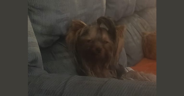 Photo of Odo, a Yorkshire Terrier  in Ukraine