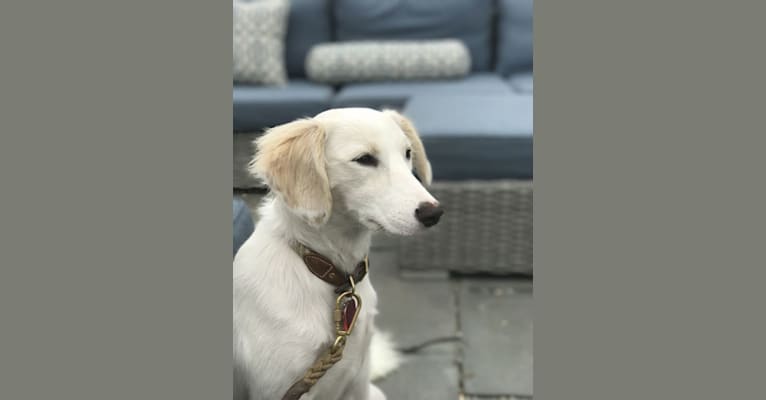 Gloria, a Golden Retriever and Rat Terrier mix tested with EmbarkVet.com