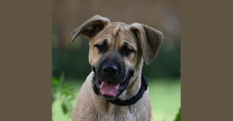 Photo of Tucker, an Australian Cattle Dog, Boxer, American Bulldog, and American Pit Bull Terrier mix