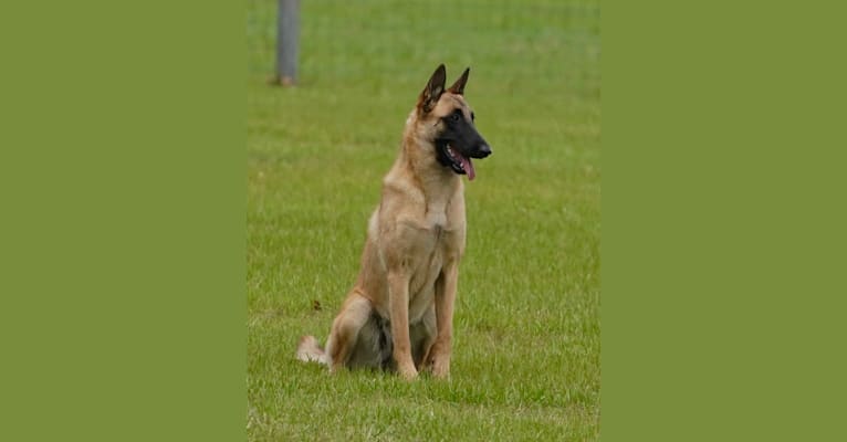 Kami, a Belgian Shepherd tested with EmbarkVet.com