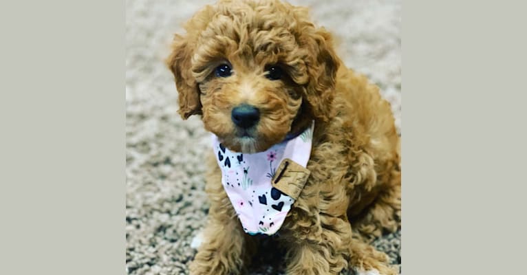 Ginger, a Poodle (Small) tested with EmbarkVet.com