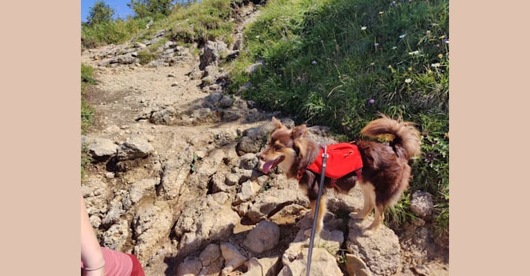 Mir, a Central Asian Village Dog tested with EmbarkVet.com