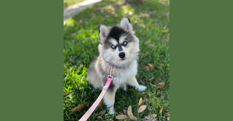 Brady, a Pomsky tested with EmbarkVet.com