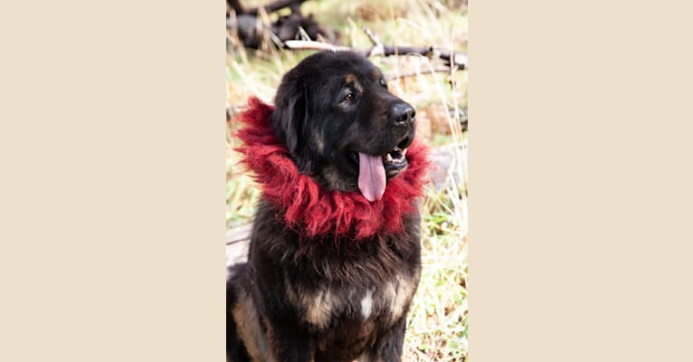 Big Joe, a Tibetan Mastiff tested with EmbarkVet.com