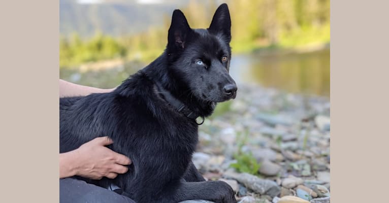 Nappa, a Canadian Eskimo Dog and Alaskan Malamute mix tested with EmbarkVet.com