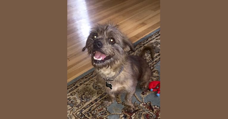 Photo of Bucky, a Lhasa Apso, Rat Terrier, Pug, and Shih Tzu mix in Texas, USA