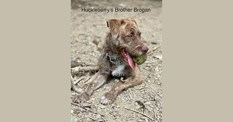 Huckleberry, an American Pit Bull Terrier and Pomeranian mix tested with EmbarkVet.com