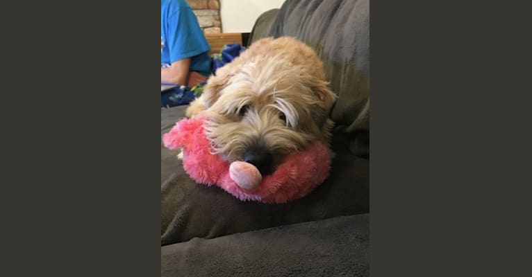 Desmond, a Soft Coated Wheaten Terrier tested with EmbarkVet.com