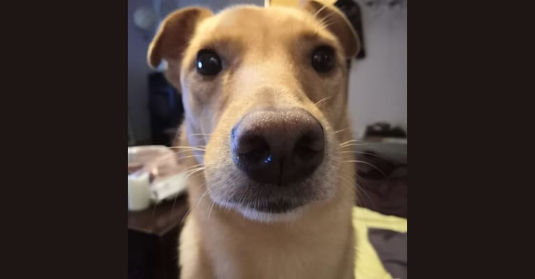 Salla, a Central Asian Village Dog tested with EmbarkVet.com