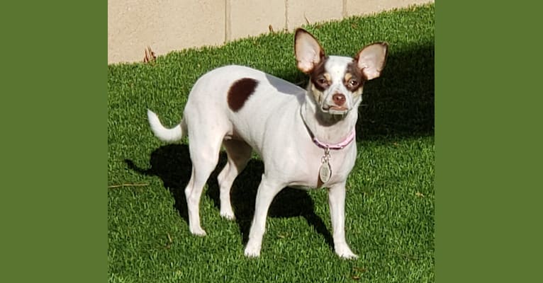 Bindi, a Chihuahua and Miniature Pinscher mix tested with EmbarkVet.com