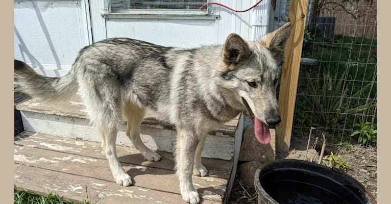 Photo of Ciri, a Siberian Husky, Karelian Bear Dog, Alaskan Malamute, Irish Wolfhound, German Shepherd Dog, and Saarloos Wolfdog mix