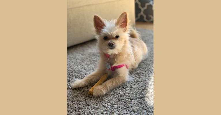 Photo of Lily, a Pomeranian, Bichon Frise, and Poodle (Small) mix in Wisconsin, USA