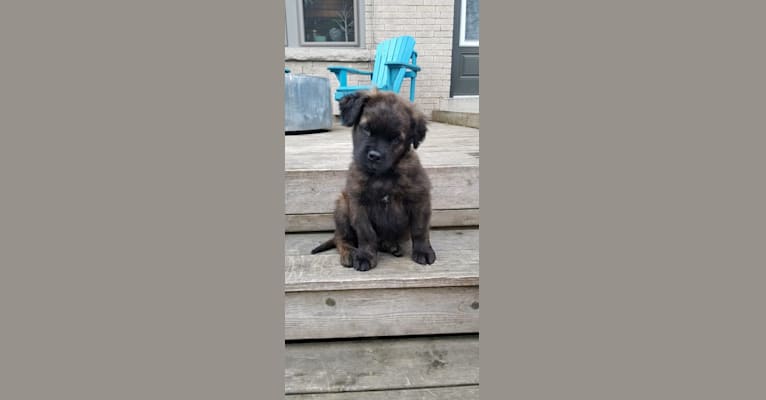 Photo of Bruce, a Cane Corso, American Bulldog, German Shepherd Dog, Russell-type Terrier, and Mixed mix in Hamilton, Ontario, Canada