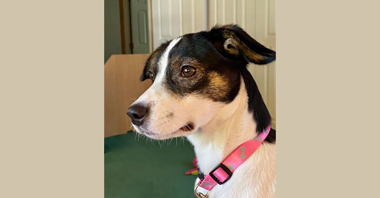 Katy, an Australian Cattle Dog and American Pit Bull Terrier mix tested with EmbarkVet.com