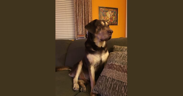 MOOSE, a Labrador Retriever and Staffordshire Terrier mix tested with EmbarkVet.com