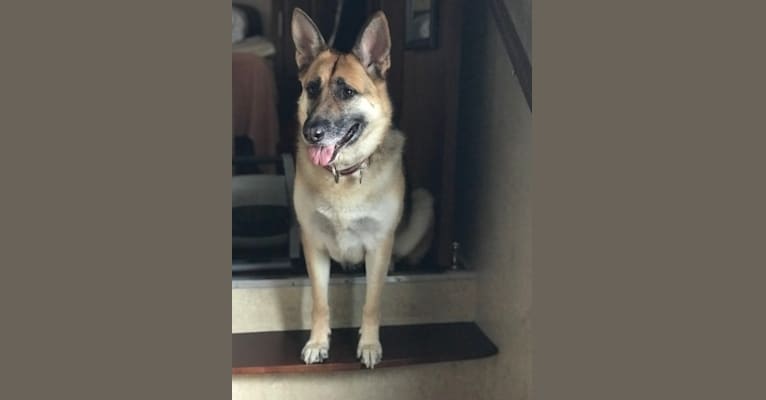 Scarlett, a German Shepherd Dog tested with EmbarkVet.com