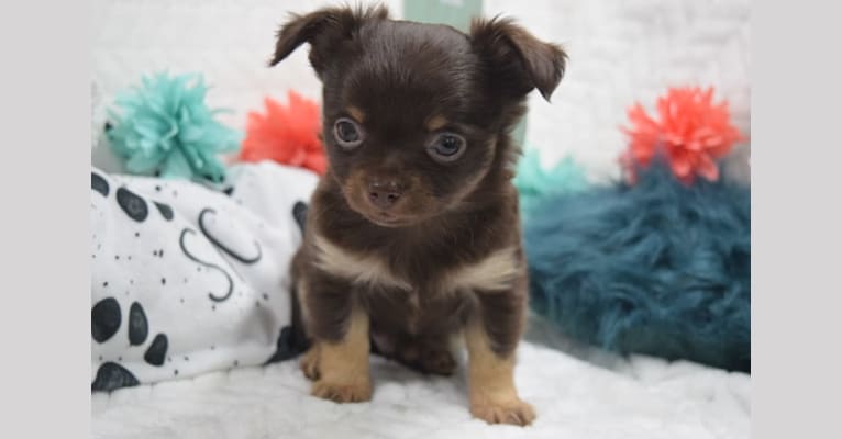 Felix, a Chihuahua tested with EmbarkVet.com